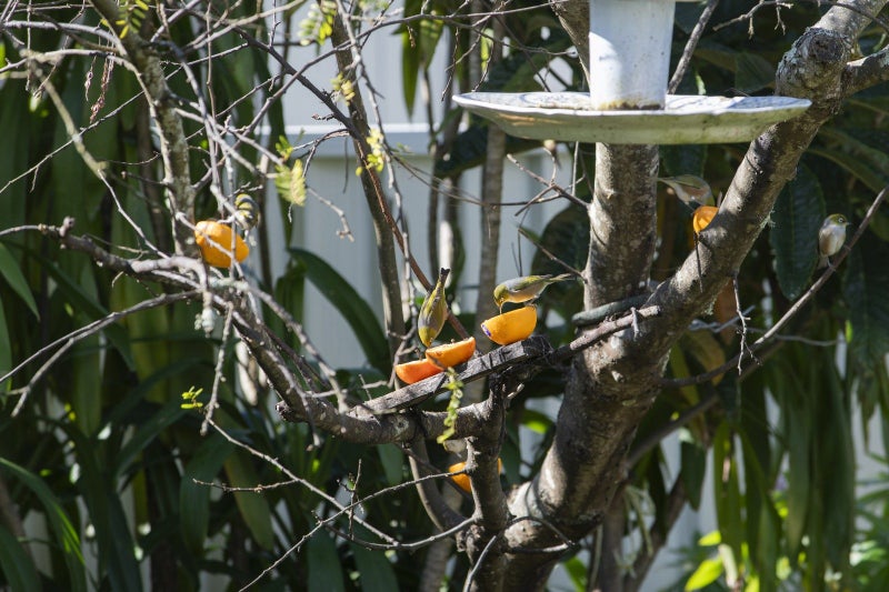 315 Whitaker Street, Whataupoko, Gisborne - Carousel 2