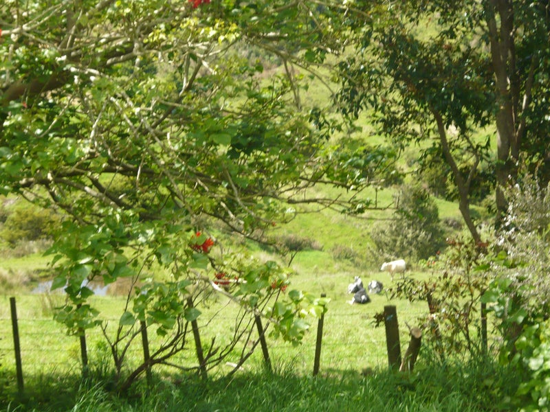 61A Porter Road, Paparoa - Carousel 1