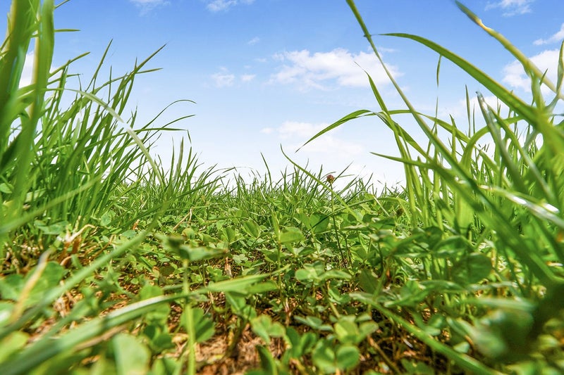 64 Marshmeadow Road, Newstead - Carousel 8