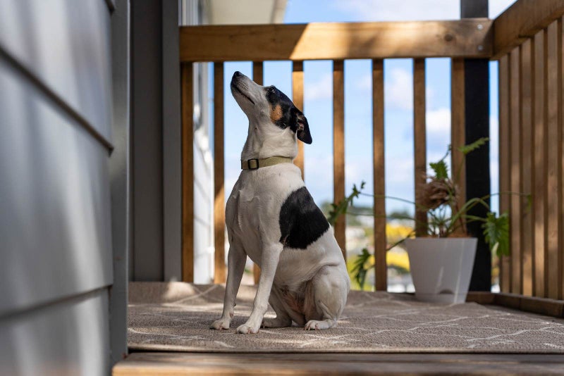 7 Sumich Place, West Harbour, Auckland - Carousel 33