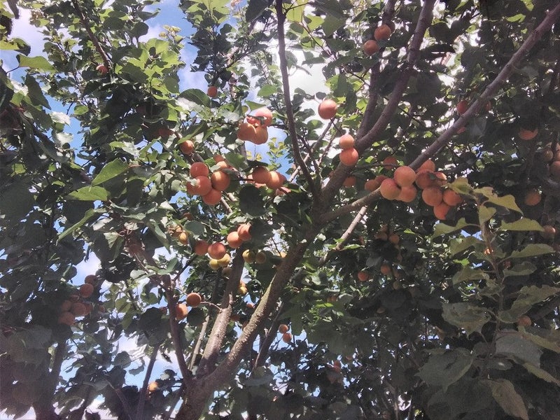 6 Magnetic Street, Port Chalmers, Dunedin - Carousel 30