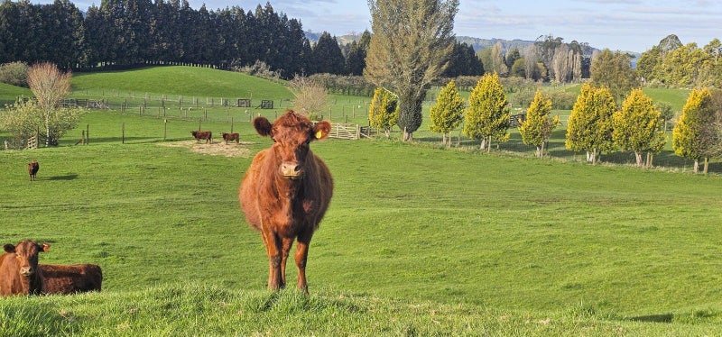 94 Oturoa Road, Hamurana - Carousel 1