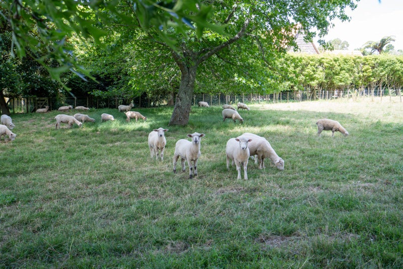 21 Bollard Road, Tamahere, Hamilton - Carousel 7