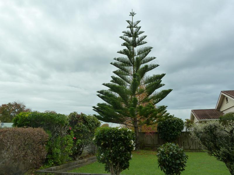 43 Shamrock Street, Takaro, Palmerston North - Carousel 20