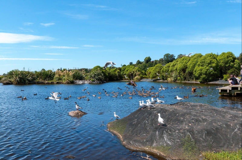 10 Belgrave Close, Bethlehem, Tauranga - Carousel 9