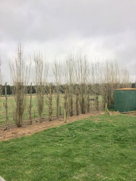 152 Painters Road, Christchurch - Carousel 11