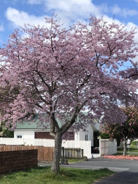 25B Graham Street, Hamilton East, Hamilton - Carousel 19