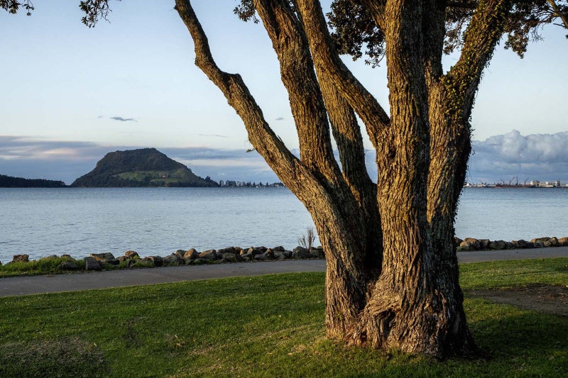 529A Otumoetai Road, Matua, Tauranga - Carousel 25