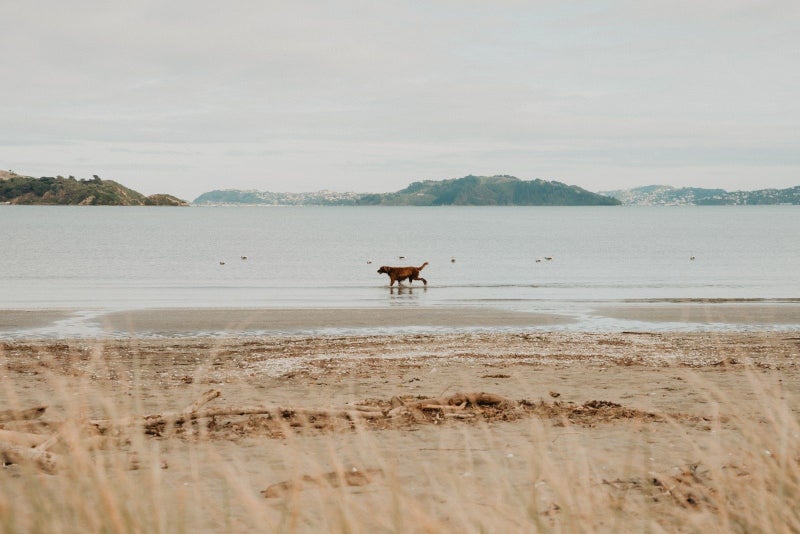 73 Adelaide Street, Petone, Lower Hutt - Carousel 22