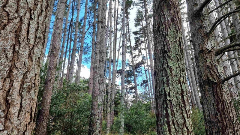 294 Foster Road, Kumeu - Carousel 21