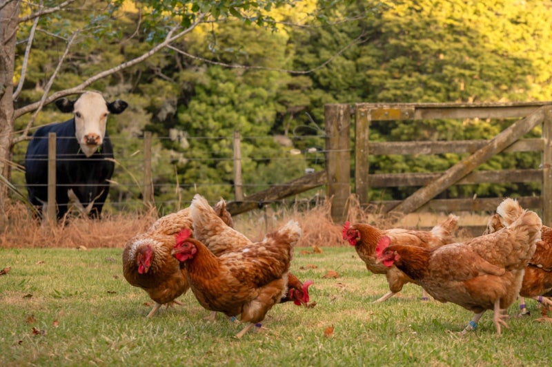 561 Whangaripo Valley Road, Whangaripo, Wellsford - Carousel 2