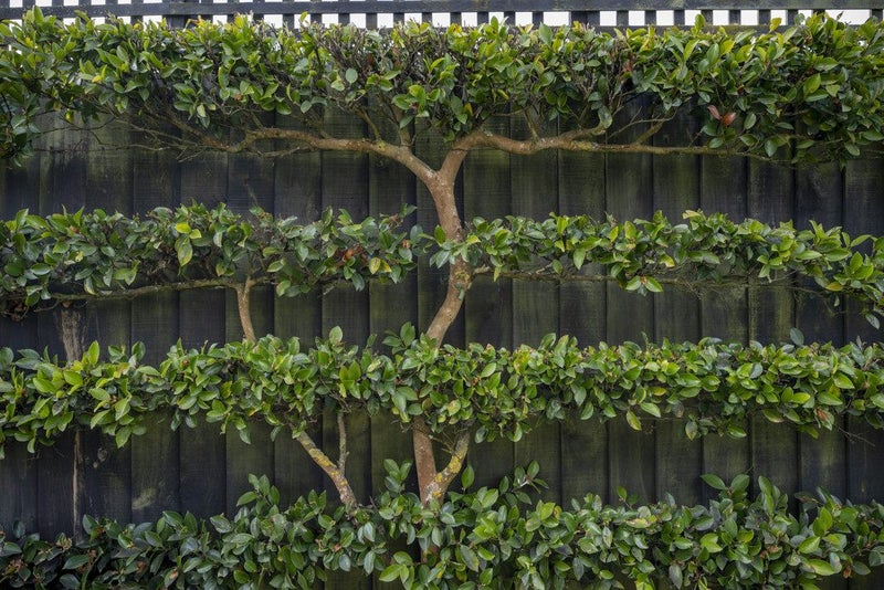 4 Kemp Lane, Papanui, Christchurch - Carousel 22