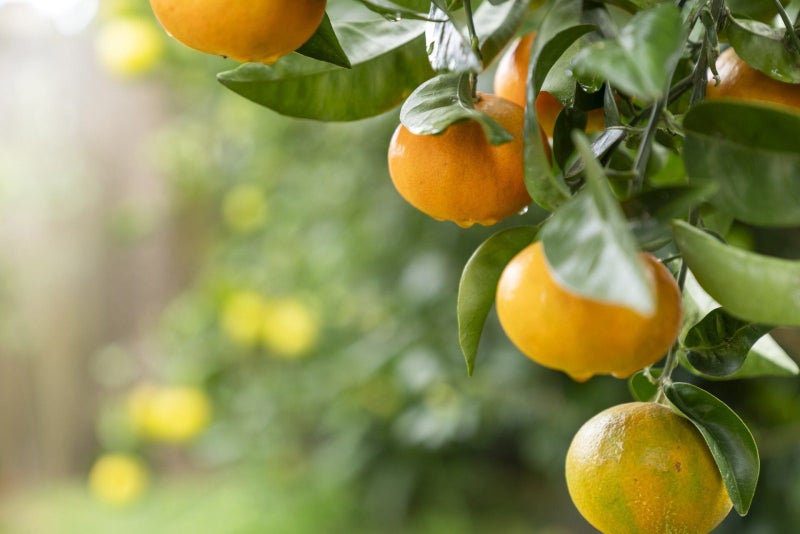 120B Gloucester Road, Mount Maunganui, Mount Maunganui - Carousel 15