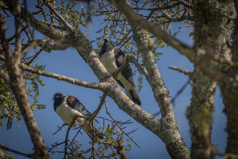 142 Brunton Crescent, Thames - Carousel 33