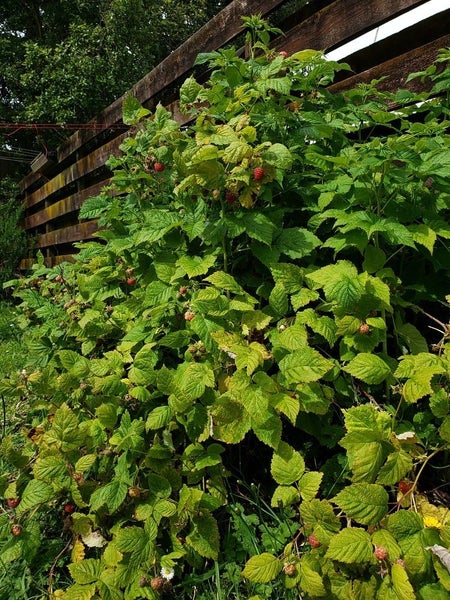 13 Moonstone Grove, Birchville, Upper Hutt - Carousel 17