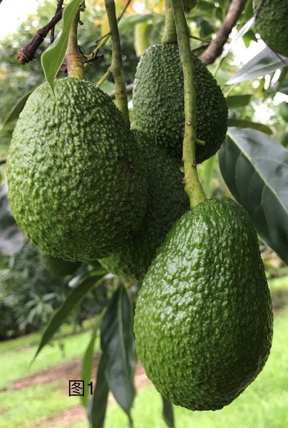 57 Stone Wall Rise, Whangarei - Carousel 2