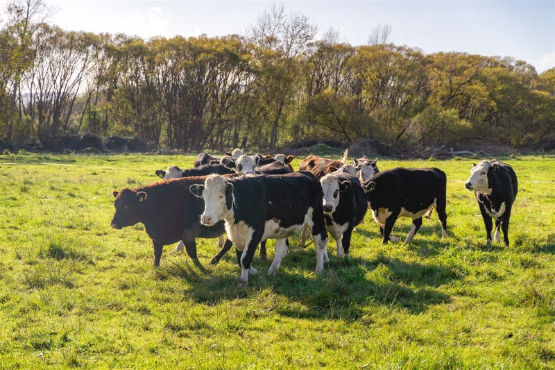 197E Willow Park Drive, Opaki - Carousel 26