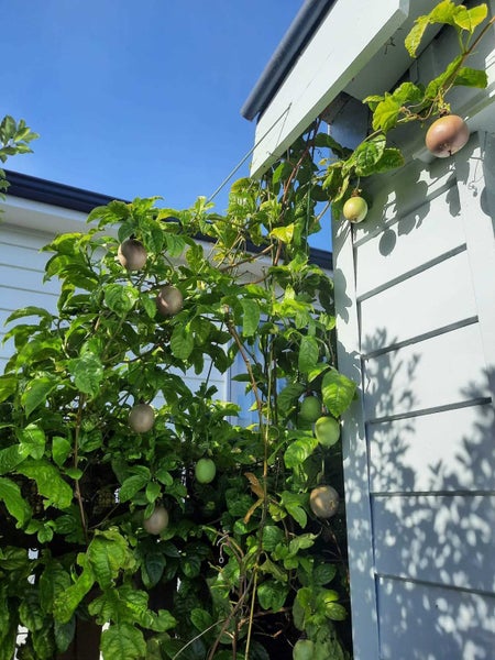 1/6 Awamutu Grove, Waiwhetu, Lower Hutt - Carousel 17