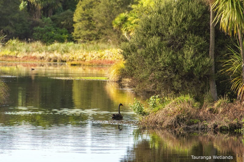 66 St Pauls Drive, Brookfield, Tauranga - Carousel 26