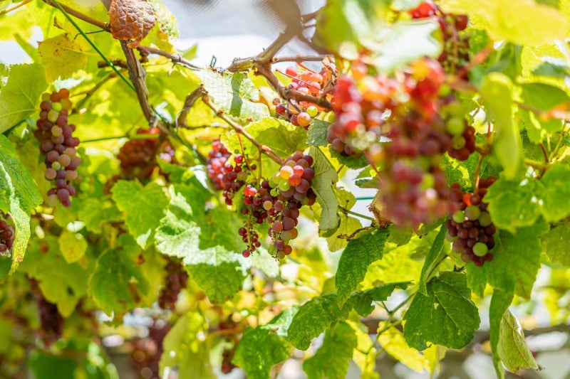 28 Taupo Crescent, Plimmerton, Porirua - Carousel 38