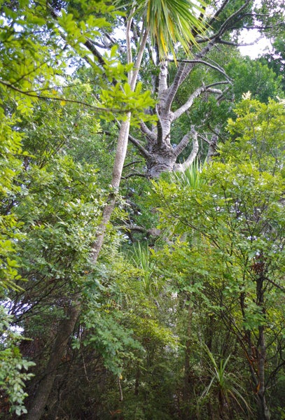 562 Wekaweka Road, Waimamaku - Carousel 13