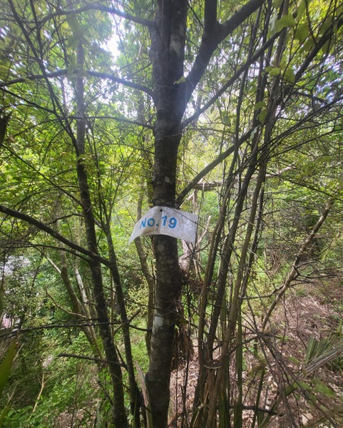 19 Te Aroha Avenue, Oneroa, Waiheke Island - Carousel 2