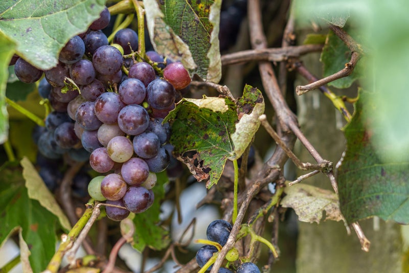 590 Kakaramea Road, Te Awamutu - Carousel 38