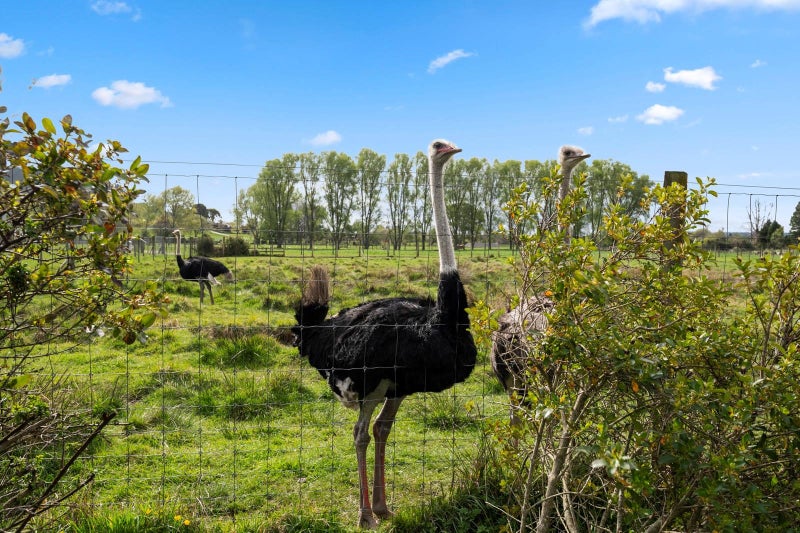 28 Barnard Road, Fairy Springs, Rotorua - Carousel 19