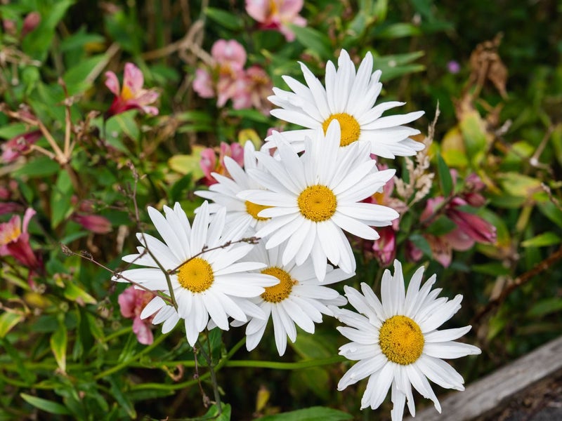 46A Kenmure Road, Belleknowes, Dunedin - Carousel 24