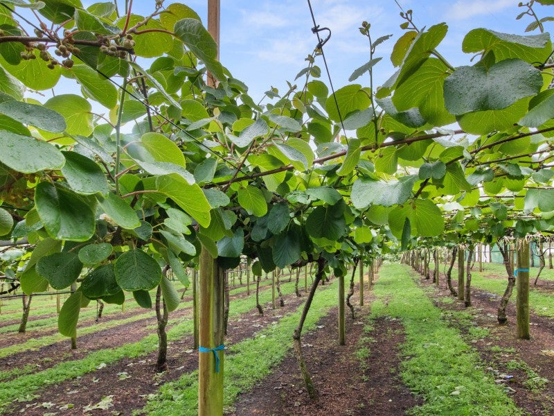 6A Woodland Road, Katikati - Carousel 2