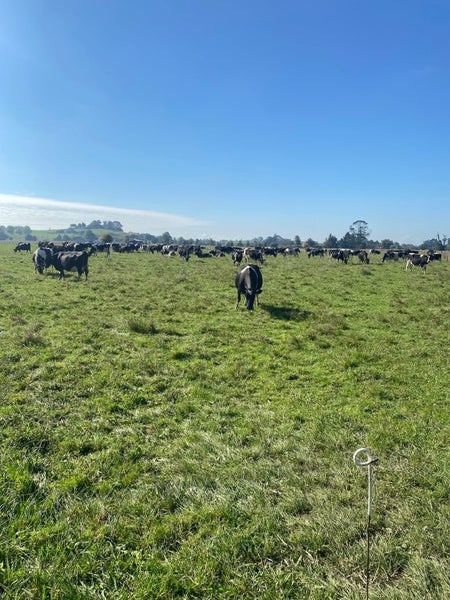 166 Crawford Road, Te Kowhai, Hamilton - Carousel 28