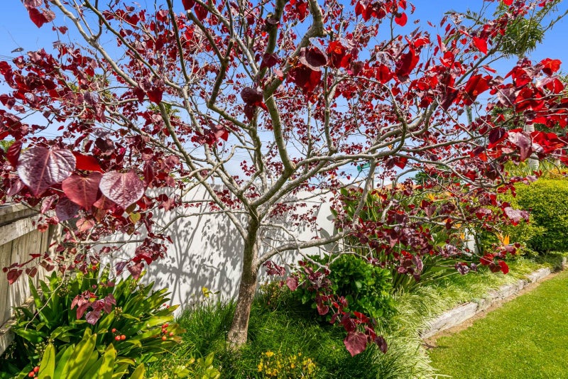 67 Sunrise Avenue, Murrays Bay, Auckland - Carousel 28