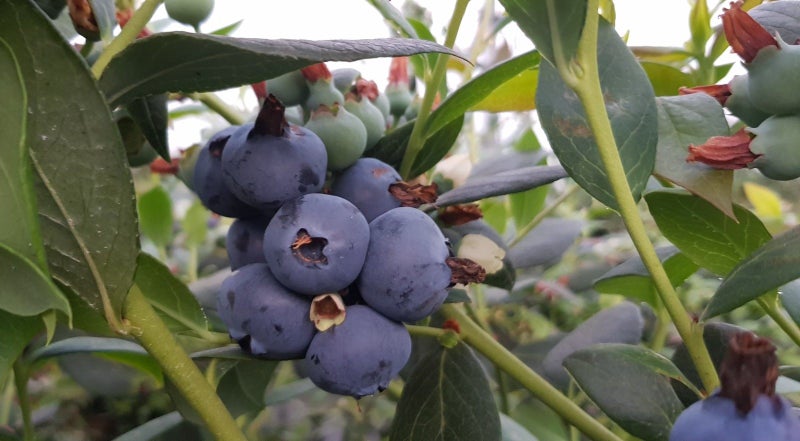 234 Willoughby Road, Katikati - Carousel 1