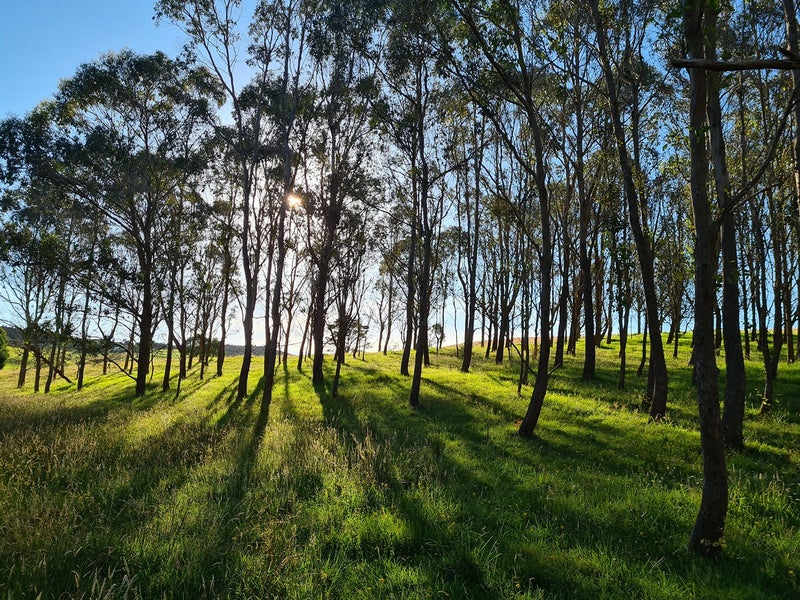 54 Hall Road, Matakohe - Carousel 17