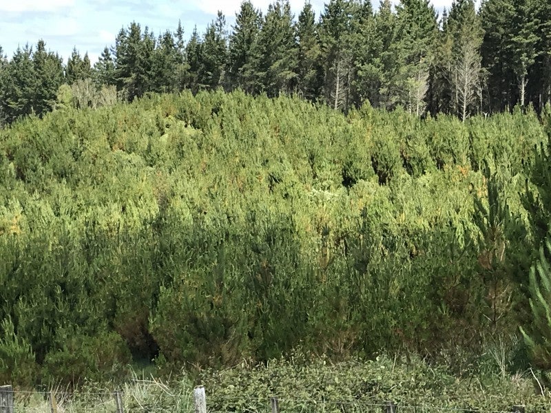 67 Tangye Road, Oruanui - Carousel 9