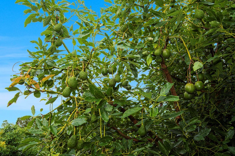 1/60 Highland Park Drive, Highland Park, Auckland - Carousel 50