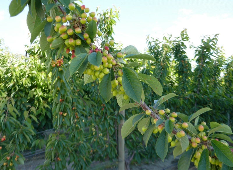 1773 Luggate-Cromwell Road, Queensberry, Cromwell - Carousel 2