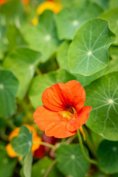 51 Longspur Avenue, Wigram, Christchurch - Carousel 31