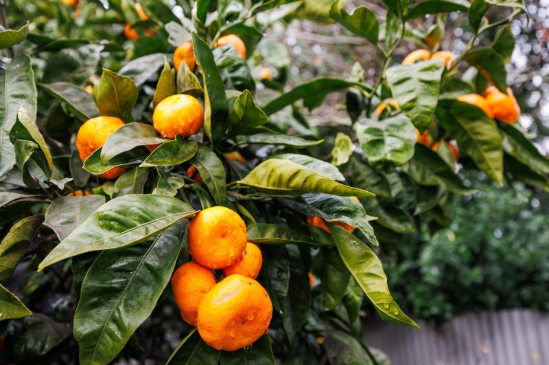 18 Snowdon Avenue, Terrace End, Palmerston North - Carousel 24