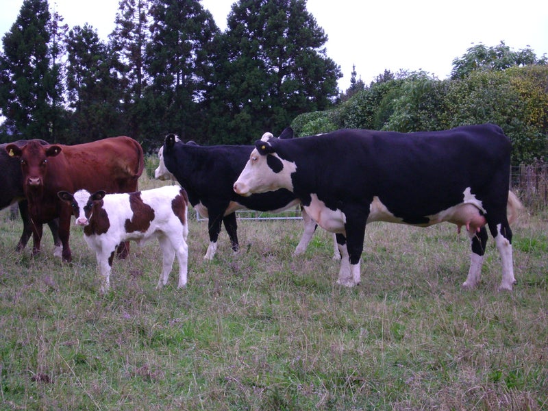 65 Kauri Mountain Road, TAIHARURU - Carousel 1