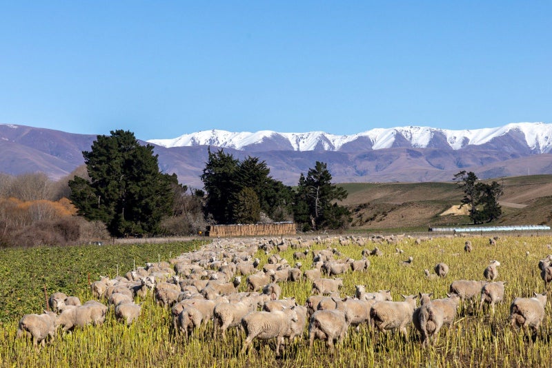 0 Letts Gully Road, LETTS GULLY, Alexandra - Carousel 15