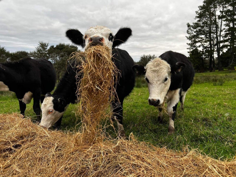 845 Hukerenui Road, Hikurangi - Carousel 26