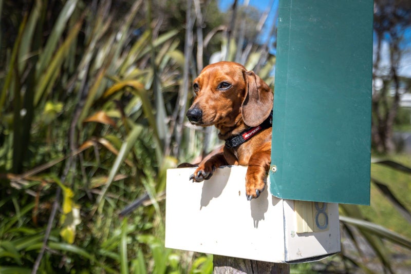 18 Manuka Road, Oneroa, Waiheke Island - Carousel 1