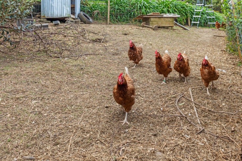 30 Courtney Road, Gate Pa, Tauranga - Carousel 33