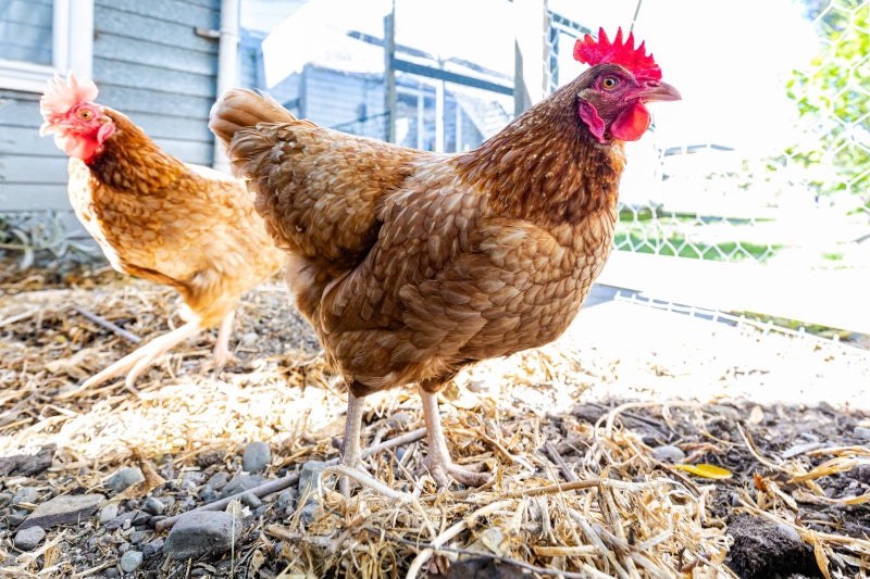 26 Howick Road, Redwoodtown, Blenheim - Carousel 27