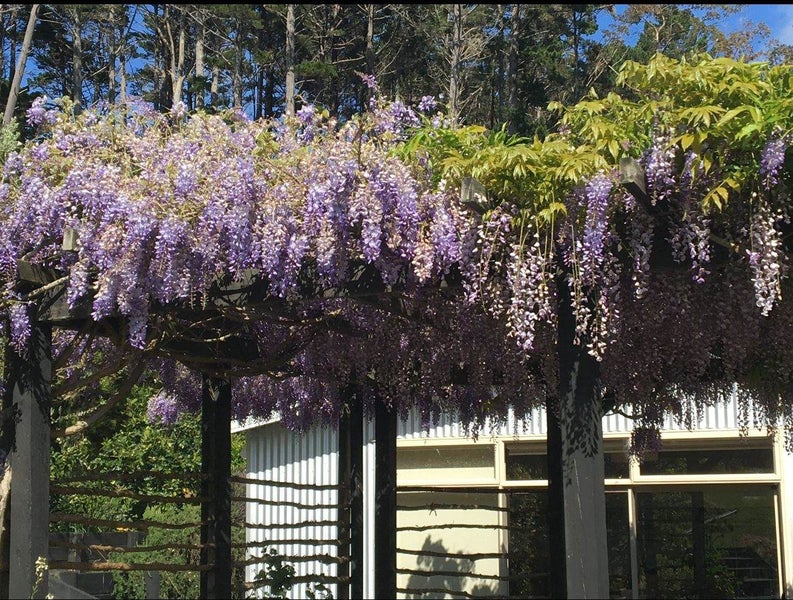 202E Cames Road, Wellsford - Carousel 33