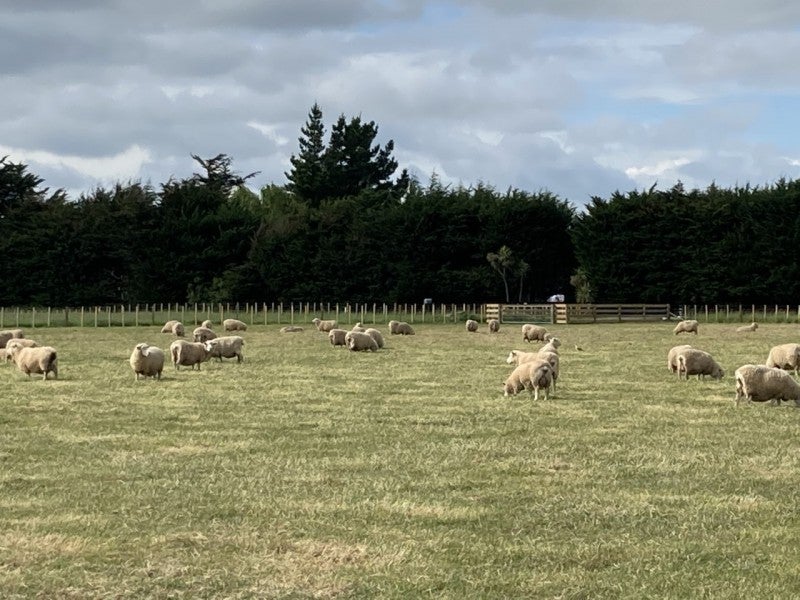 0 Camerons Line, Aorangi, Feilding - Carousel 1