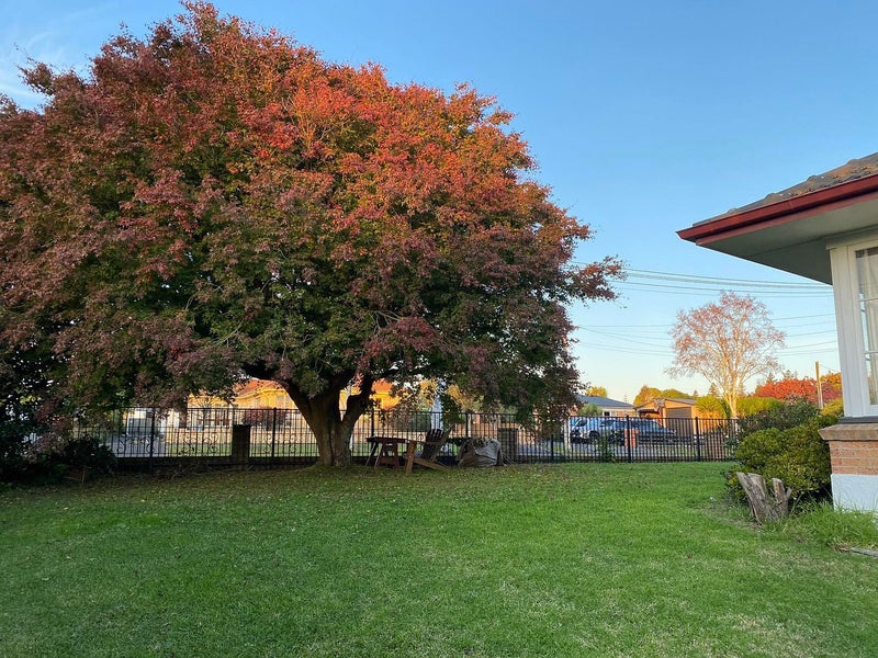 27 Darley Street, Maeroa, Hamilton - Carousel 2