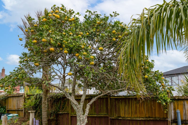 12 Taipari Road, Te Atatu Peninsula, Auckland - Carousel 14