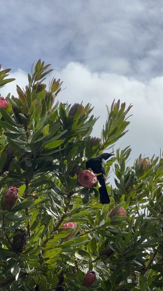 28 Delhi Crescent, Khandallah, Wellington - Carousel 16